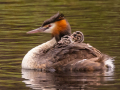 Projected-Colour-Barbara-Barnett-Great-Crested-Grebe-with-chicks-Bronze
