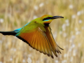 Projected-Colour-fred-armstrong-rainbow-bee-eater-Gold