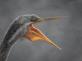 Projected-Colour-Darter-Laughter-Jacki-Hollick-Silver
