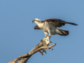 Projected-Colour-Osprey-with-lunch-Barbara-Barnett-Bronze
