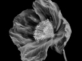 Projected-Mono-Poppy-Mary-Jo-Gomez-Jackson-Gold