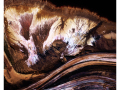 Projected-Subject-Parched-Earth-Lynda-Dilena-Bronze