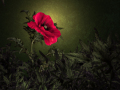 Projected-Subject-Red-Poppy-Rita-Atkinson-Gold