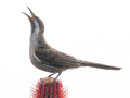 Projected-Subject-Singing-for-Supper-Jacki-Hollick-Bronze