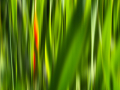 Projected-Subject-Spring-Grass-Abstract-Eva-Bellaire-Silver