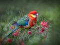Projected-Subject-Western-Rosella-Mary-Jo-Gomez-Jackson-Silver
