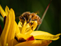 Projected-Colour-Andre-Bellaire-Silver-Bee