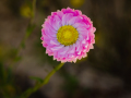 Projected-Colour-Angela-Bushby-Silver-Wild-in-Pink