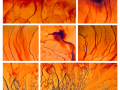 Projected-Colour-Barbara-Brown-Gold-Fire