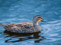 Projected-Colour-RITA-ATKINSON-Bronze-Duck