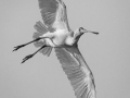 Projected-Mono-Jacki-Hollick-Bronze-Take-Off