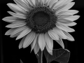 Projected-Mono-Lorraine-Higgs-Gold-SUNFLOWER