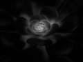 Projected-Mono-Mary-Jo-Gomez-Jackson-Gold-Black-Rose