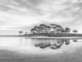 Projected-Mono-Michelle-de-Swardt-Silver-Trees-Reflect