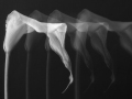 Projected-Mono-RITA-ATKINSON-Gold-Lily-ICM