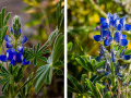 Projected-Subject-Angela-Bushby-Silver-Buds-to-blooms