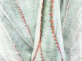 Print-Colour-Jean-Wilson0Bronze-Agavae-Art-scaled Print-Colour-Jean-Wilson0Bronze-Agavae-Art-scaled