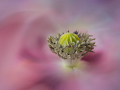 Projected-Colour-Mary-Jo-Gomez-Jackson-Taste-Of-Spring-Gold Projected-Colour-Mary-Jo-Gomez-Jackson-Taste-Of-Spring-Gold