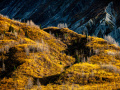 Projected-Colour-colin-white-Light-and-dark-Gold Projected-Colour-colin-white-Light-and-dark-Gold