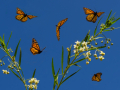 Projected-Colour-fred-armstrong-monarch-butterfly-Gold Projected-Colour-fred-armstrong-monarch-butterfly-Gold
