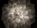 Projected-Mono-RITA-ATKINSON-Dahlia-Gold Projected-Mono-RITA-ATKINSON-Dahlia-Gold
