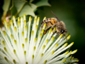 Projected-Novice-Tania-Daniels-Bee-ing-Busy-Bronze Projected-Novice-Tania-Daniels-Bee-ing-Busy-Bronze