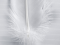 Projected-Subject-Richard-Eaton-White-as-a-Feather-Silver Projected-Subject-Richard-Eaton-White-as-a-Feather-Silver