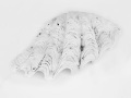 Projected-Subject-Terry-Maidens-shell-Silver Projected-Subject-Terry-Maidens-shell-Silver