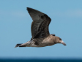 Projected-Colour-Pacific-Gull-Juvenile-in-flight-Athol-Titren-Bronze