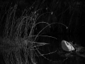 Projected-Mono-Confrontation-mark-greenland-Gold