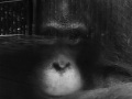 Projected-Mono-Pondering-Roslyn-Van-Welie-Silver