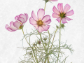 Projected-Subject-Cosmos-Rita-Atkinson-Silver