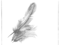 Projected-Subject-Feathers-Lynda-Dilena-Bronze
