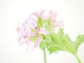 Projected-Subject-In-the-Pink-Roslyn-Van-Welie-Bronze