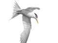 Projected-Subject-Tern-Dive-Jacki-Hollick-Bronze