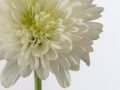 Projected-Subject-White-Daisy-Barbara-Barnett-Silver