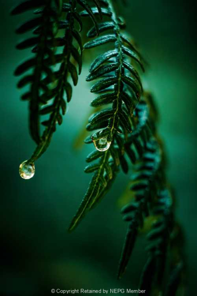 Print-Colour-Lilly-OHara-Bronze-Rainy-Day-Ferns
