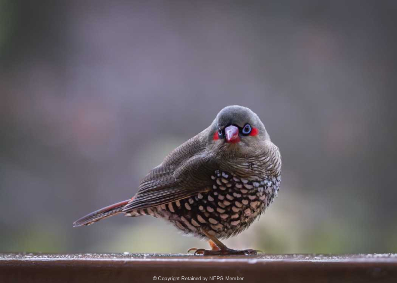 Projected-Colour-Silver-Ron-Jackson-Finch