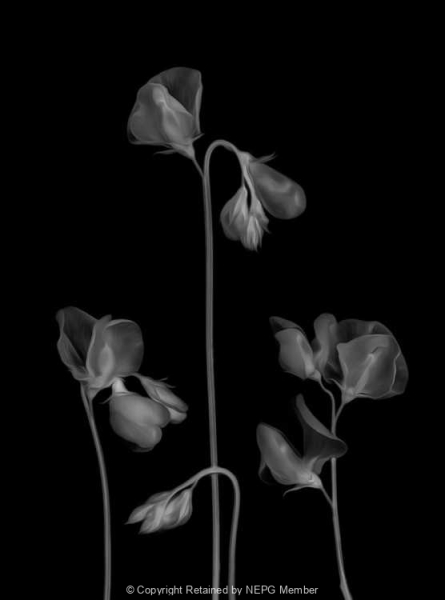 Projected-Mono-Bronze-Maryjo-Gomez-Jackson-The-Sweet-Peas
