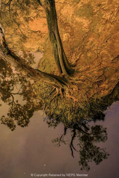 Projected-Subject-Bronze-Lakshmi-R-Balakrishnan-Roots