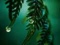 Print-Colour-Lilly-OHara-Bronze-Rainy-Day-Ferns Print-Colour-Lilly-OHara-Bronze-Rainy-Day-Ferns