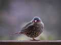 Projected-Colour-Silver-Ron-Jackson-Finch Projected-Colour-Silver-Ron-Jackson-Finch