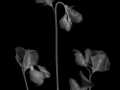 Projected-Mono-Bronze-Maryjo-Gomez-Jackson-The-Sweet-Peas Projected-Mono-Bronze-Maryjo-Gomez-Jackson-The-Sweet-Peas