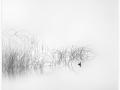 Open-Mono-Digital-EOY-2nd-Place-Barbara-Brown-Reeds Open-Mono-Digital-EOY-2nd-Place-Barbara-Brown-Reeds