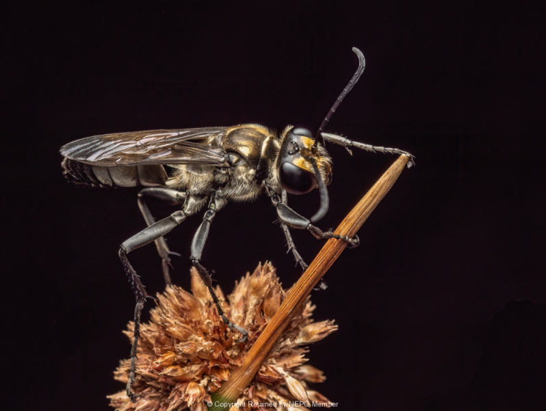 Print-Colour-Creature-of-the-Night-Helen-Rowbottam-Gold