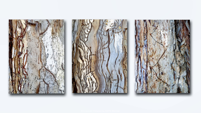 Print-Colour-Paper-Bark-Patterns-Jean-Wilson-Gold