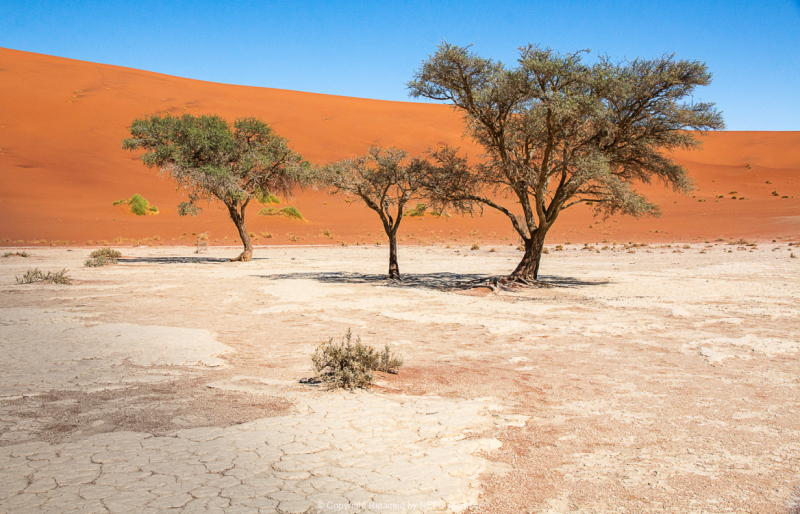Print-Colour-Three-Trees-in-the-Desert-Barbara-Barnett-Silver