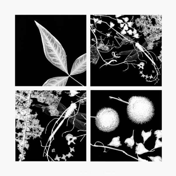 Print-Mono-Garden-Treasures-Jean-Wilson-Gold
