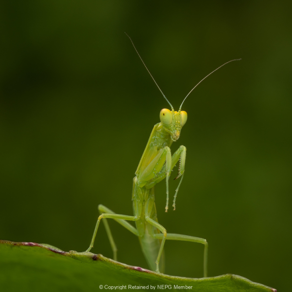 Projected-Colour-Green-Predator-Helen-Rowbottam-Gold