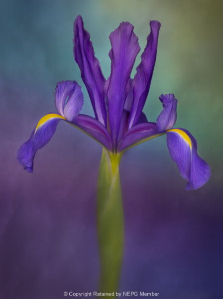 Projected-Colour-Iris-Hollandica-Mary-Jo-Gomez-Jackson-Bronze